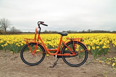 Orange bicycle from Holland at the flower fields in the Netherlandsの写真素材