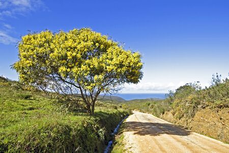 Blossoming mimosa tree and the atlantic ocean in springtime in Portugalの写真素材