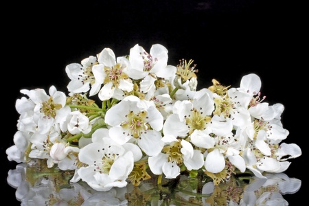 Cherry blossom on a black backgroundの写真素材