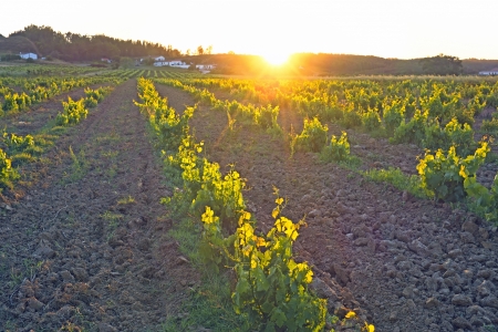 Vineyard in Portugal, Alentejo region at sunsetの写真素材