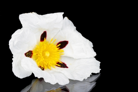 Gum rockrose - Cistus ladanifer - in the heath fields of Alentejo, Portugalの写真素材