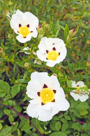 Gum rockrose, cistus ladanifer in the fields from Portugalの写真素材