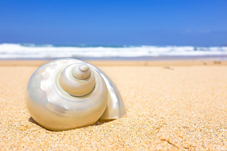 Seashell at the beach