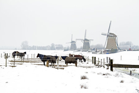 Horses in winter with traditional windmills in the Netherlandsの写真素材