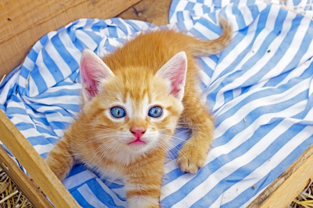 Young kitten in a boxの写真素材