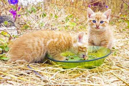 Young kittens eatingの写真素材