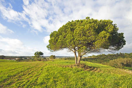 Portuguese landscape in springの写真素材