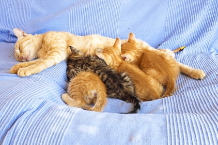 Mother cat and little cute kittensの写真素材