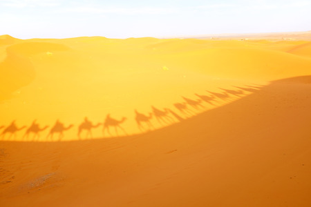 Camel caravan on a trip through the Sahara desertの写真素材