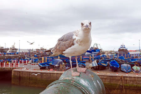 Seagull in the harbor from Essaouira Morocco Africaの写真素材