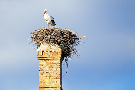 Nest with a stork on top of an abandoned factory chimney の写真素材