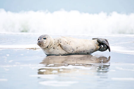 Greay seal at the beachの写真素材