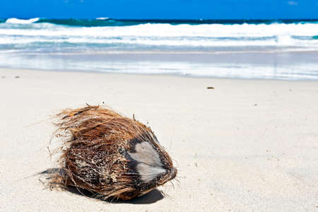 Coconut on the tropical beachの写真素材