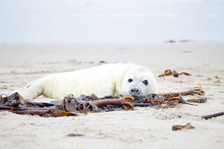 Baby Grey Seal  Halichoerus grypus  relaxing on the beachの写真素材