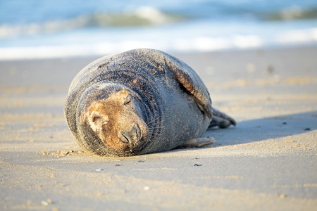 Grey seal on the beachの写真素材
