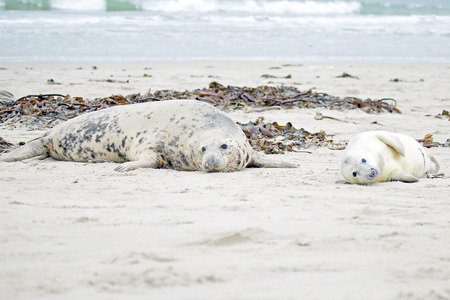 Mother and baby seal on the beachの写真素材