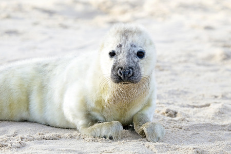 Baby Grey Seal (Halichoerus grypus) relaxing on the beachの写真素材