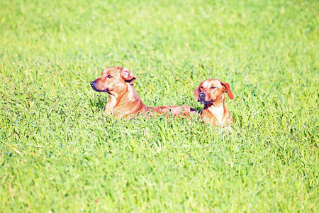 Two dogs in the fields playingの写真素材