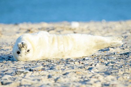 Baby Grey Seal  Halichoerus grypus  relaxing on the beachの写真素材