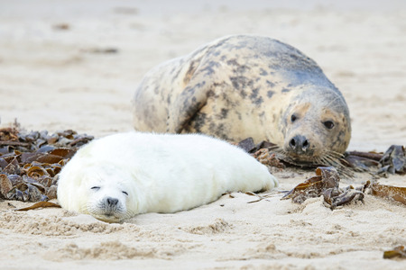 Mother and baby seal on the beachの写真素材