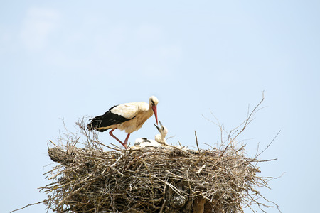 White stork feeding her babies on the nestの写真素材