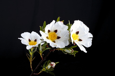 Cistus ladanifer in the heath fields of Alentejo, Portugalの写真素材