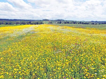 Aerial from blossoming field in spring in Portugalの写真素材
