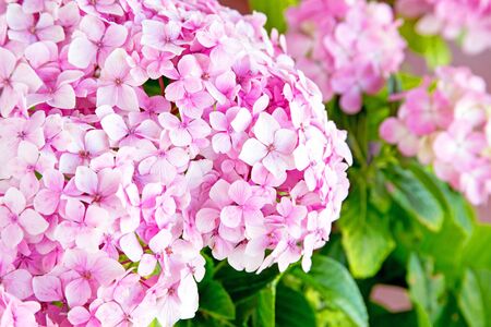 fresh blossom hydrangea flowersの写真素材