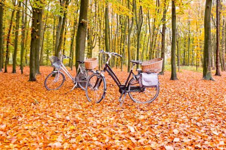 Bikes in the forest in the Netherlandsの写真素材
