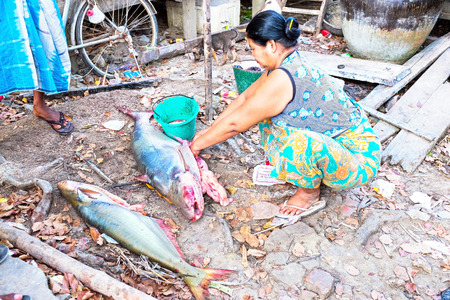 YANGON, MYANMAR - NOVEMBER 25 - Woman is cleaning fish in the countryside from Myanmar. The fishing industry is one of the main source of income in Myanmarのeditorial素材