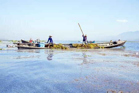 INLE LAKE, MYANMAR - NOVEMBER 23, 2015: Local workers collecting weed from the fresh water on Inle Lake, Myanmar on the 23th November, 2015.のeditorial素材