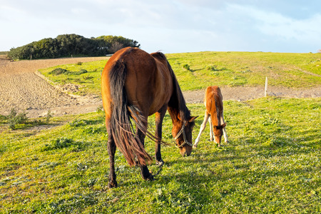 Foal with a mare on a summer pastureの写真素材