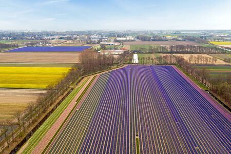 Aerial from tulip fields in the countryside from the Netherlandsの写真素材