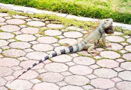 Leguan on Aruba island in the Caribbeanの写真素材