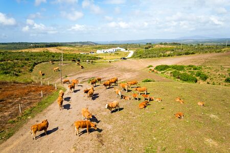Aerial from cows in the countryside from Portugalの写真素材