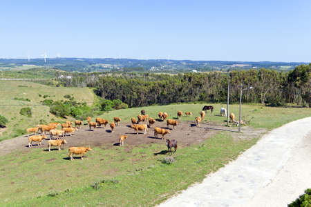 Aerial from cows in the countryside from Portugalの写真素材