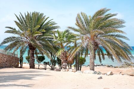 Beautiful palm trees on Aruba island in the Caribbean Seaの写真素材