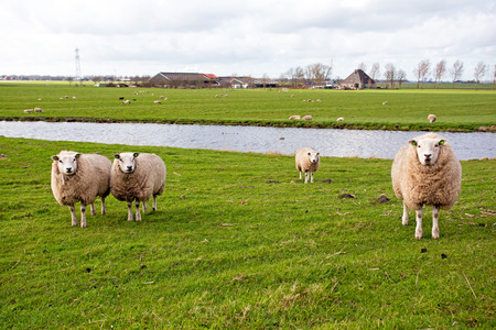 Sheep in the countryside from the Netherlands in springの写真素材