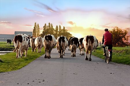 Farmer with his cows on a countryroad in the Netherlands at sunsetの写真素材
