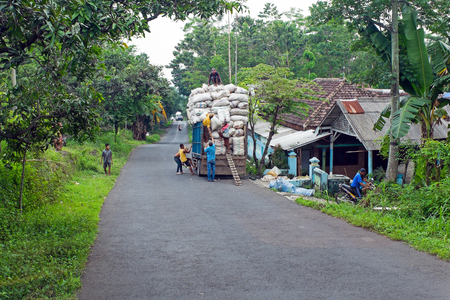 JAVA, INDONESIA, December 12, 2016: Harvesting kapok and loading on a truck in Java Indonesiaのeditorial素材