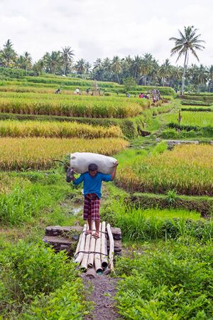 LOMBOK, INDONESIA - DECEMBER 29, 2016: Workers on the land in Lombok Indonesia Asiaの写真素材