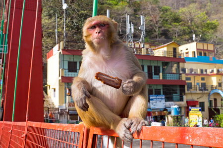 Monkey eating an ice cream on the bridge in Laxman Jhula in India Asiaの写真素材