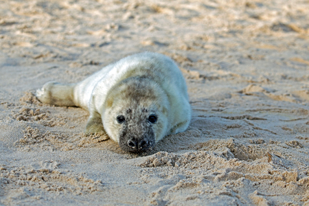 Baby grey seal (grypus halichoerus) relaxing on the beachの写真素材