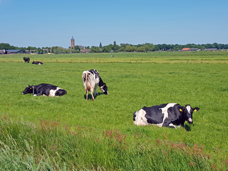 Cows in the meadow in the countryside from the Netherlandsの写真素材