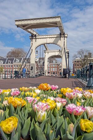 Spring at the Tiny bridge in Amsterdam the Netherlands with blossoming tulipsの写真素材