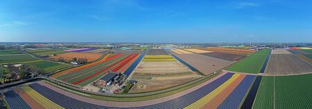 Aerial panorama from tulip fields in spring in the Netherlandsの写真素材