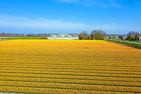 Aerial from blossoming tulip fields in the countryside from the Netherlandsの写真素材