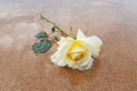 Beautiful blossoming rose on the beachの写真素材