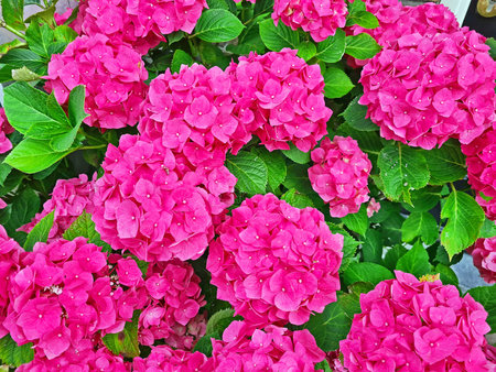 Blossoming hydrangea flowers in summer in the Netherlands