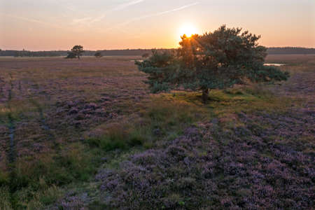 Aerial from blossoming moorlands at the Hoge Veluwe in the Netherlands at sunsetの写真素材